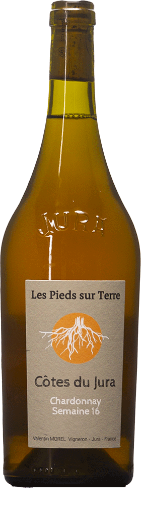 Chardonnay Semaine 16