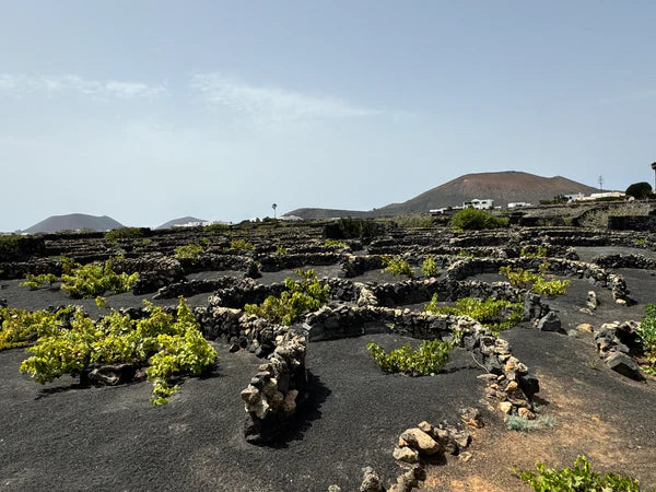 Natural wine - Image 3