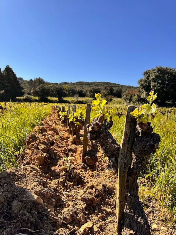 Natural wine - Image 2